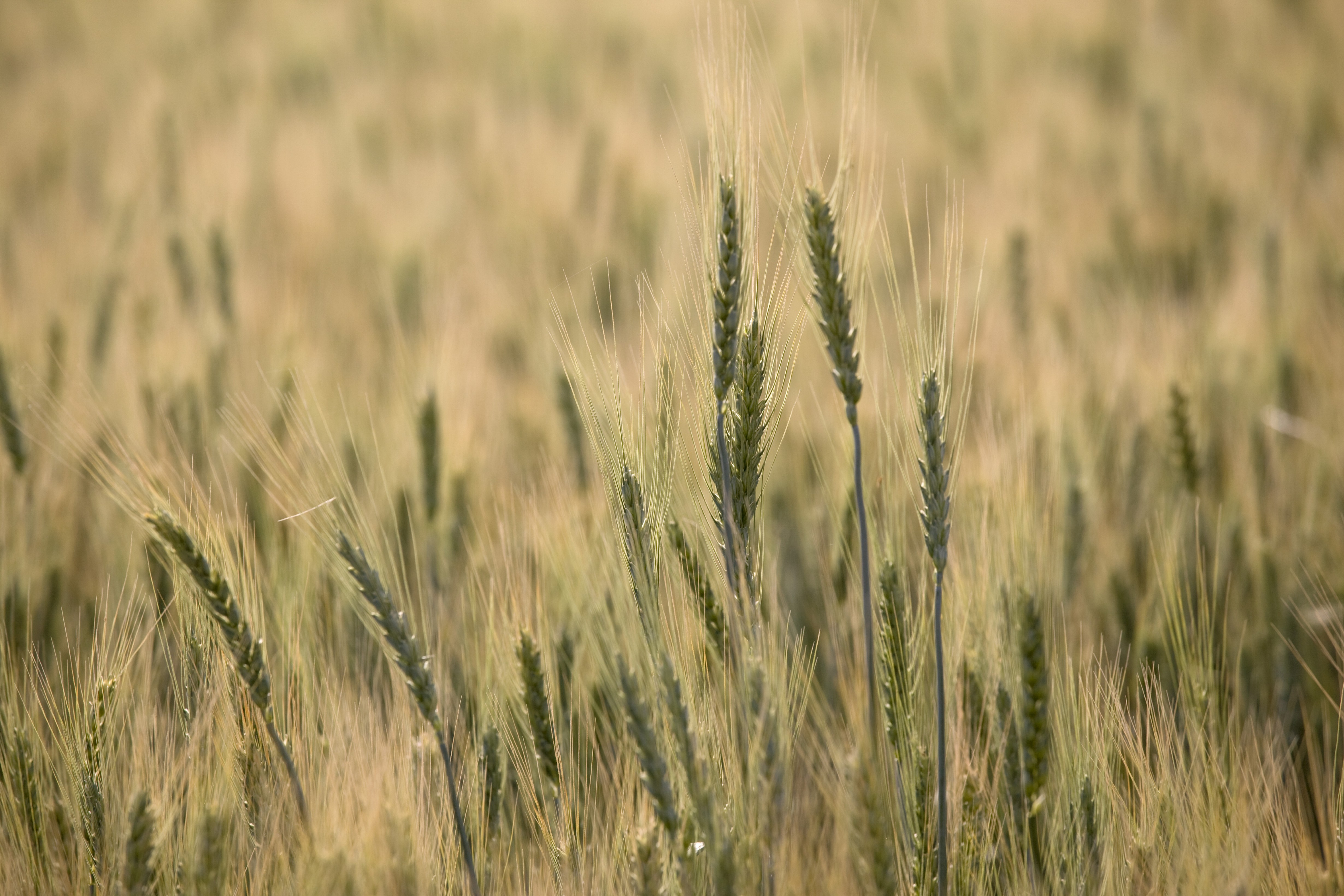 Champ de blé Moisan